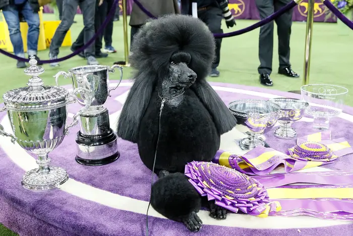 Siba sits regally on the Best in Show winner stage, surrounded by flowers and trophies